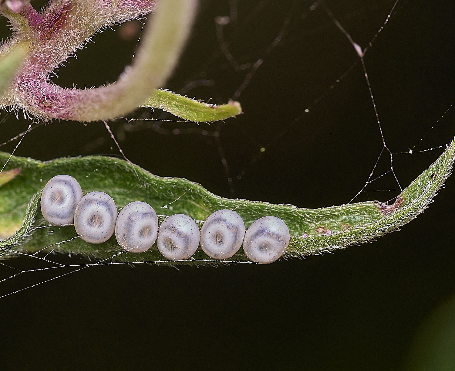 WheatfenShieldBugEggs290725-2