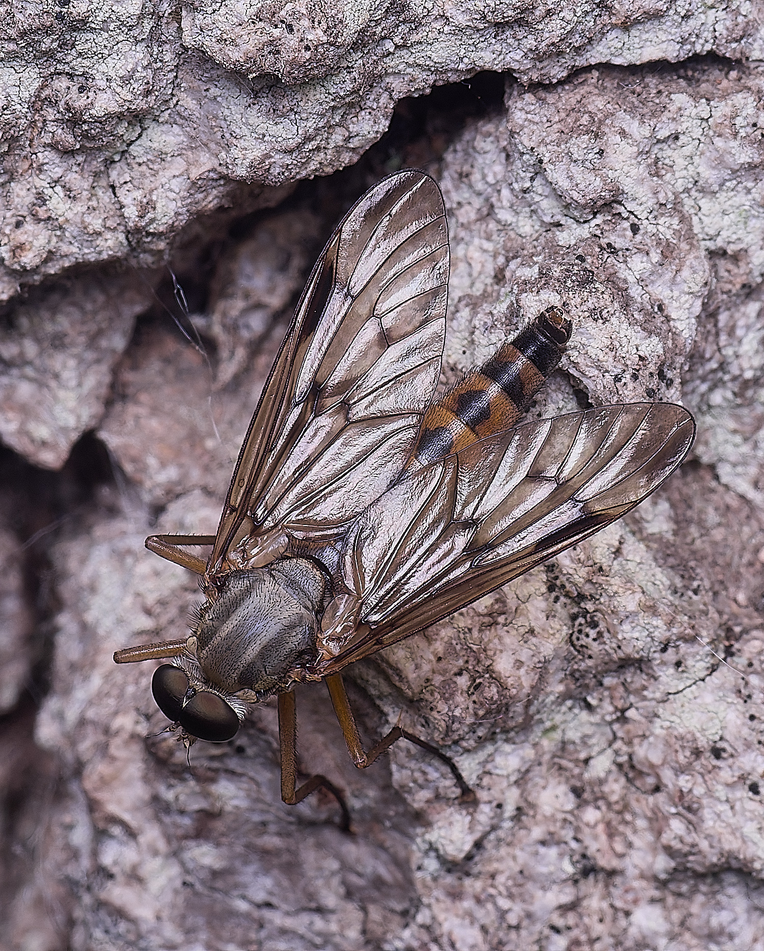 WheatfenSnipeFly290525-1