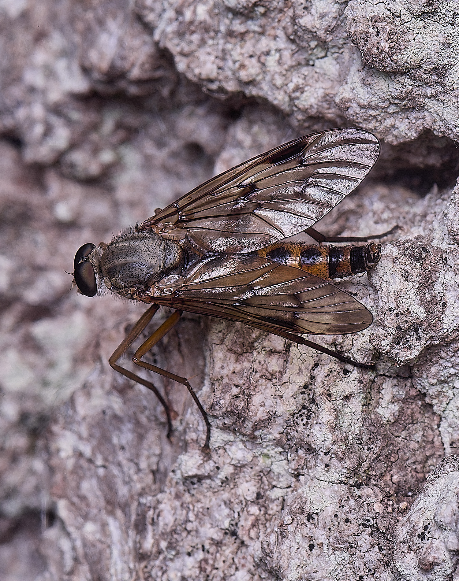 WheatfenSnipeFly290525-3