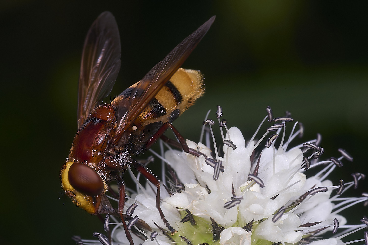 WheatfenVinanis290725-1