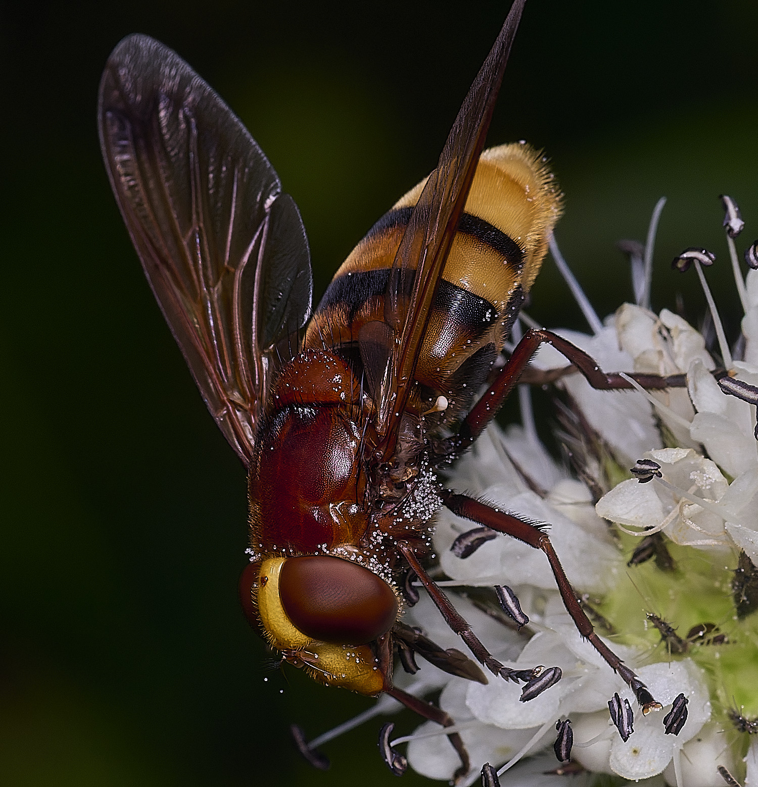 WheatfenVinanis290725-2