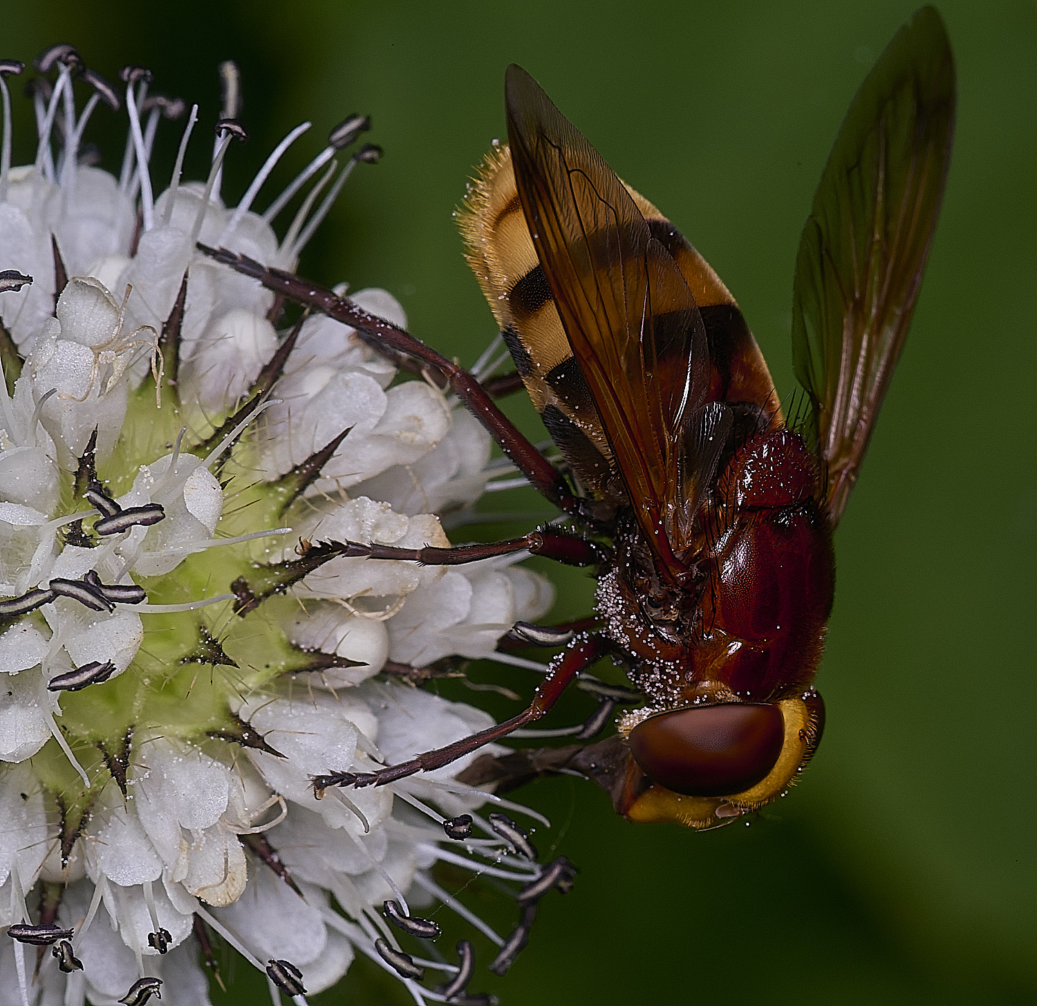 WheatfenVinanis290725-3