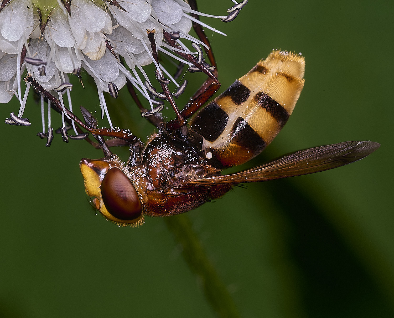 WheatfenVinanis290725-4