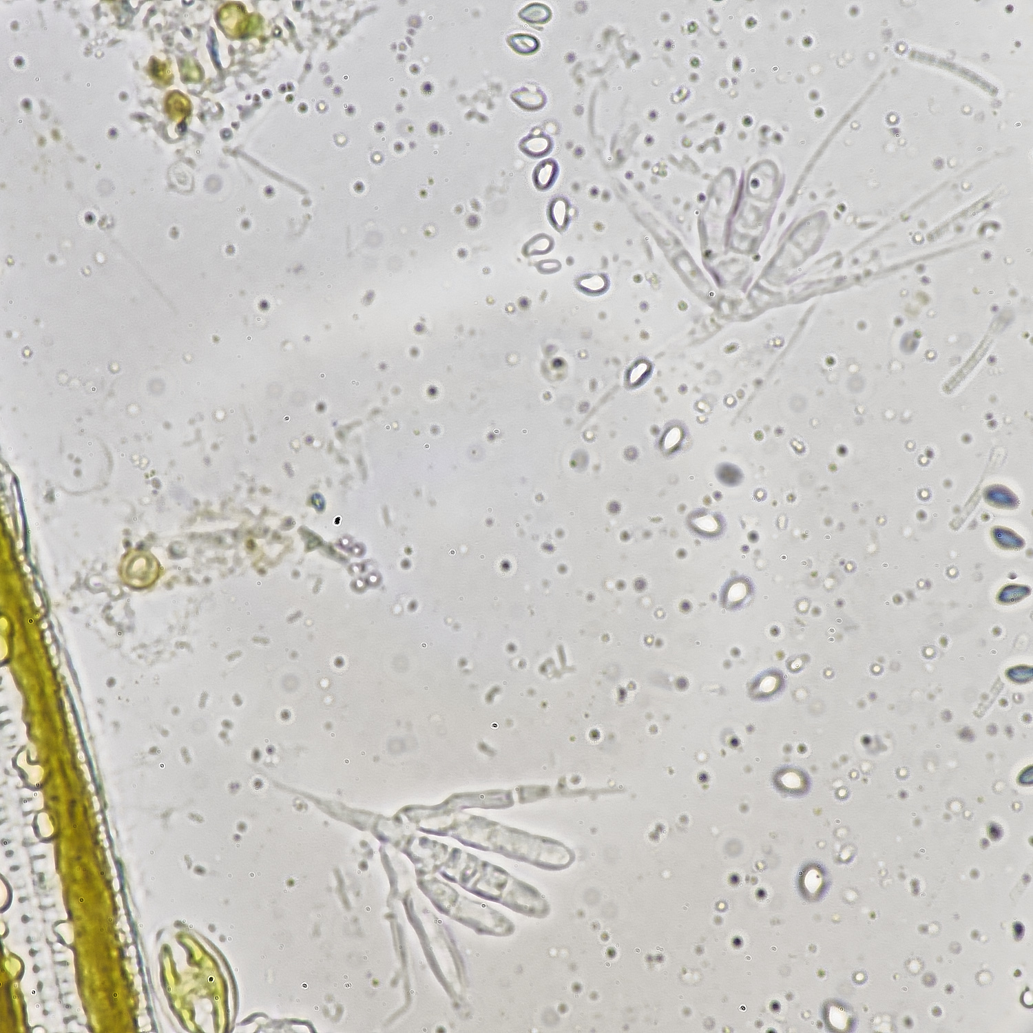 WheatfenWater290525-2