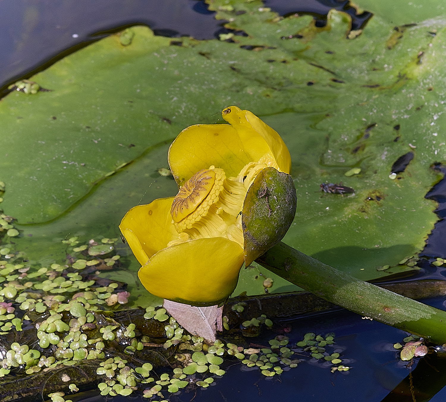 WheatfenYellowWaterLilly120825-2