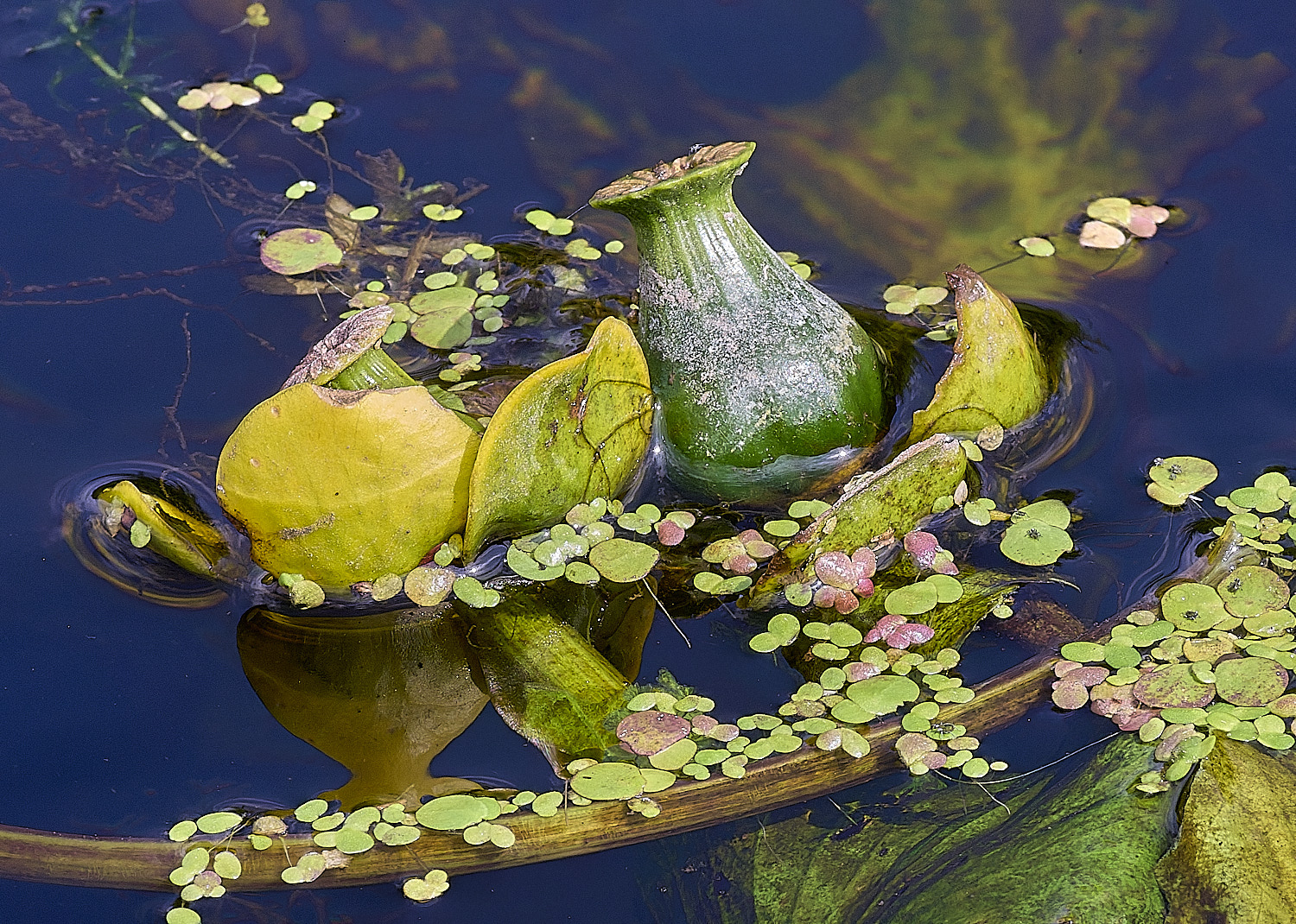 WheatfenYellowWaterLilly120825-5
