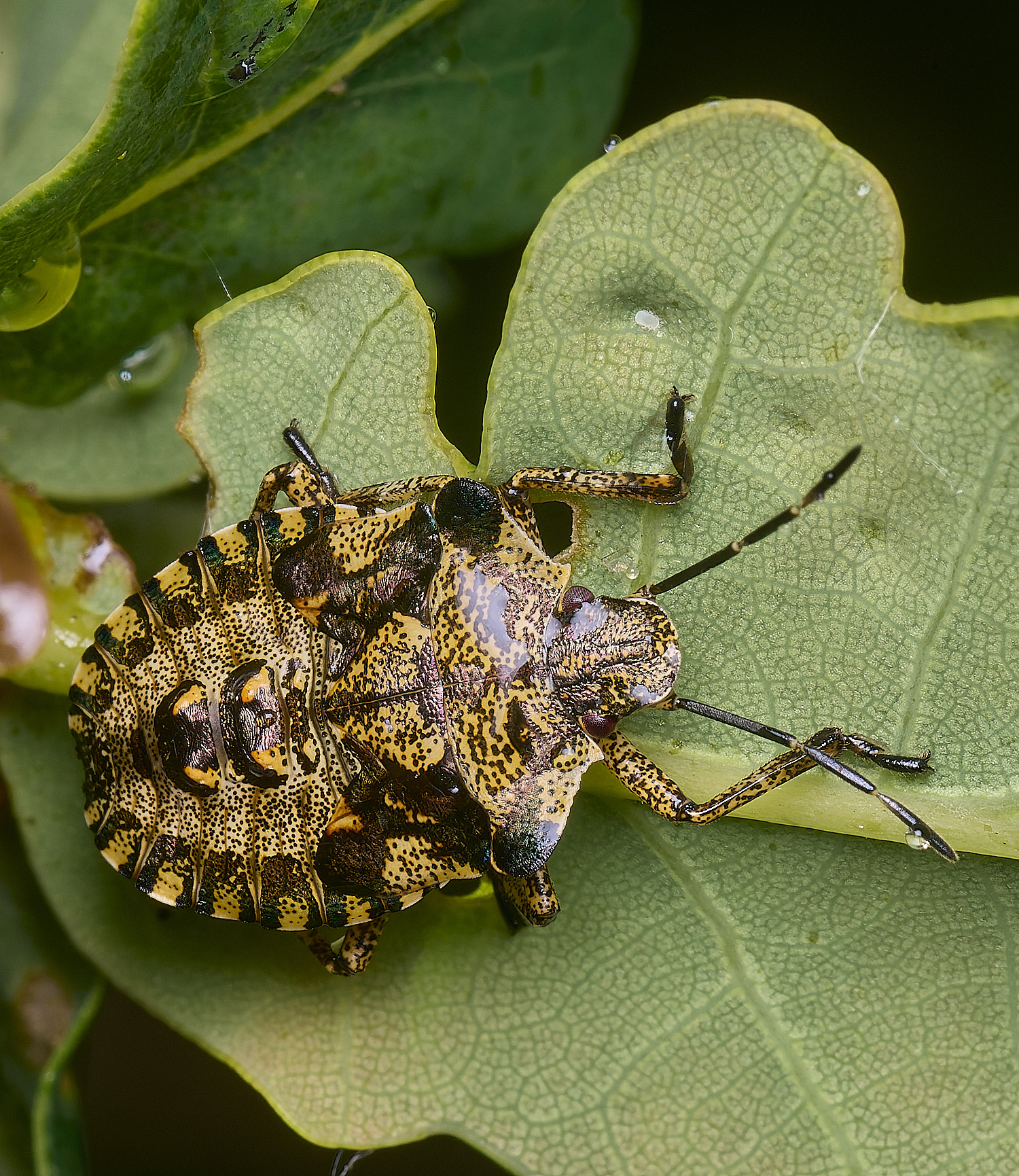 WhitlinghamForestBug270525-1