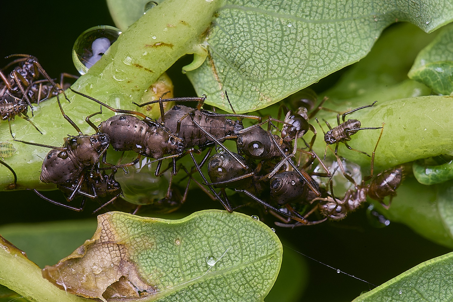 WhitlinghamLachnusroboris270525-1