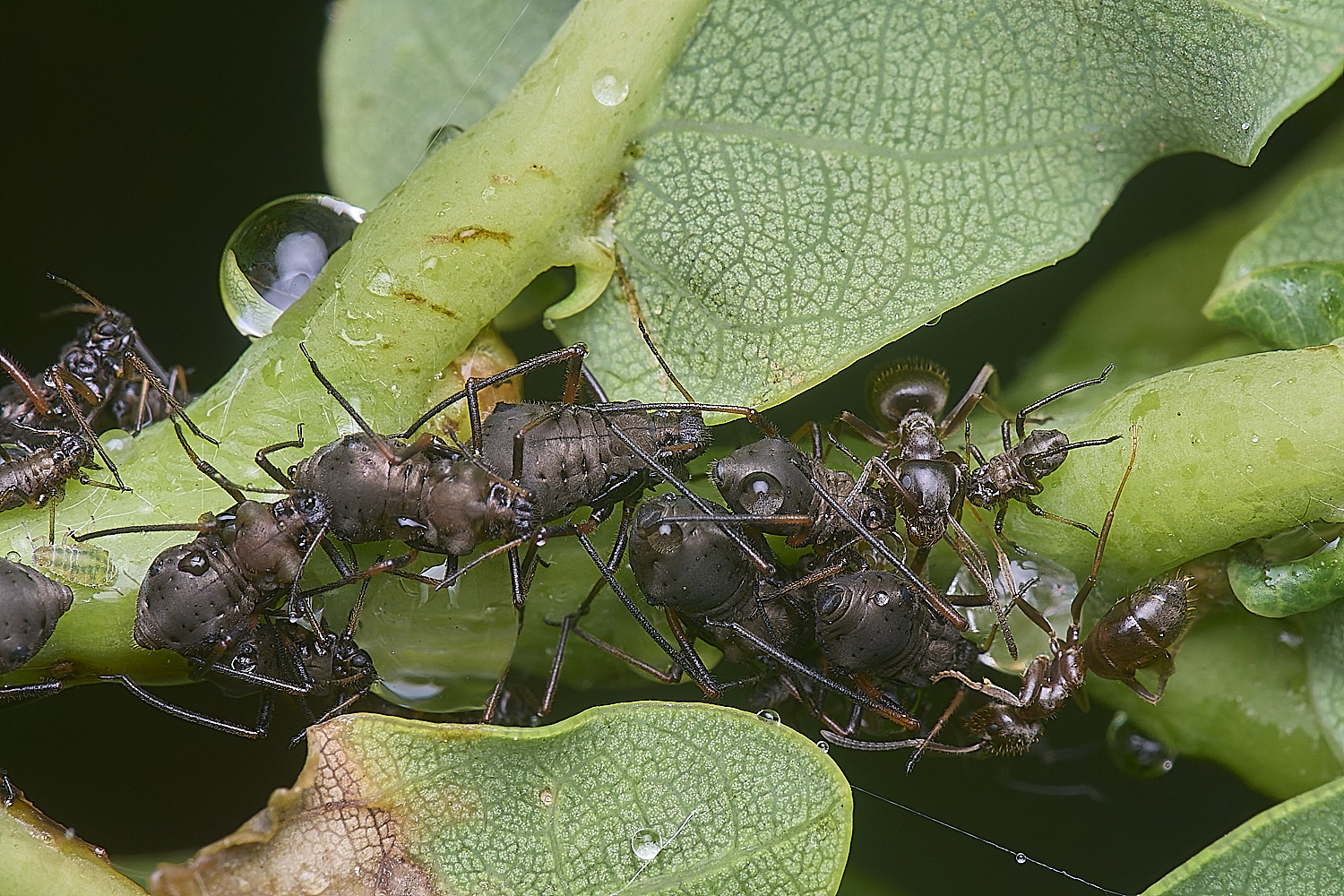 WhitlinghamLachnusroboris270525-3