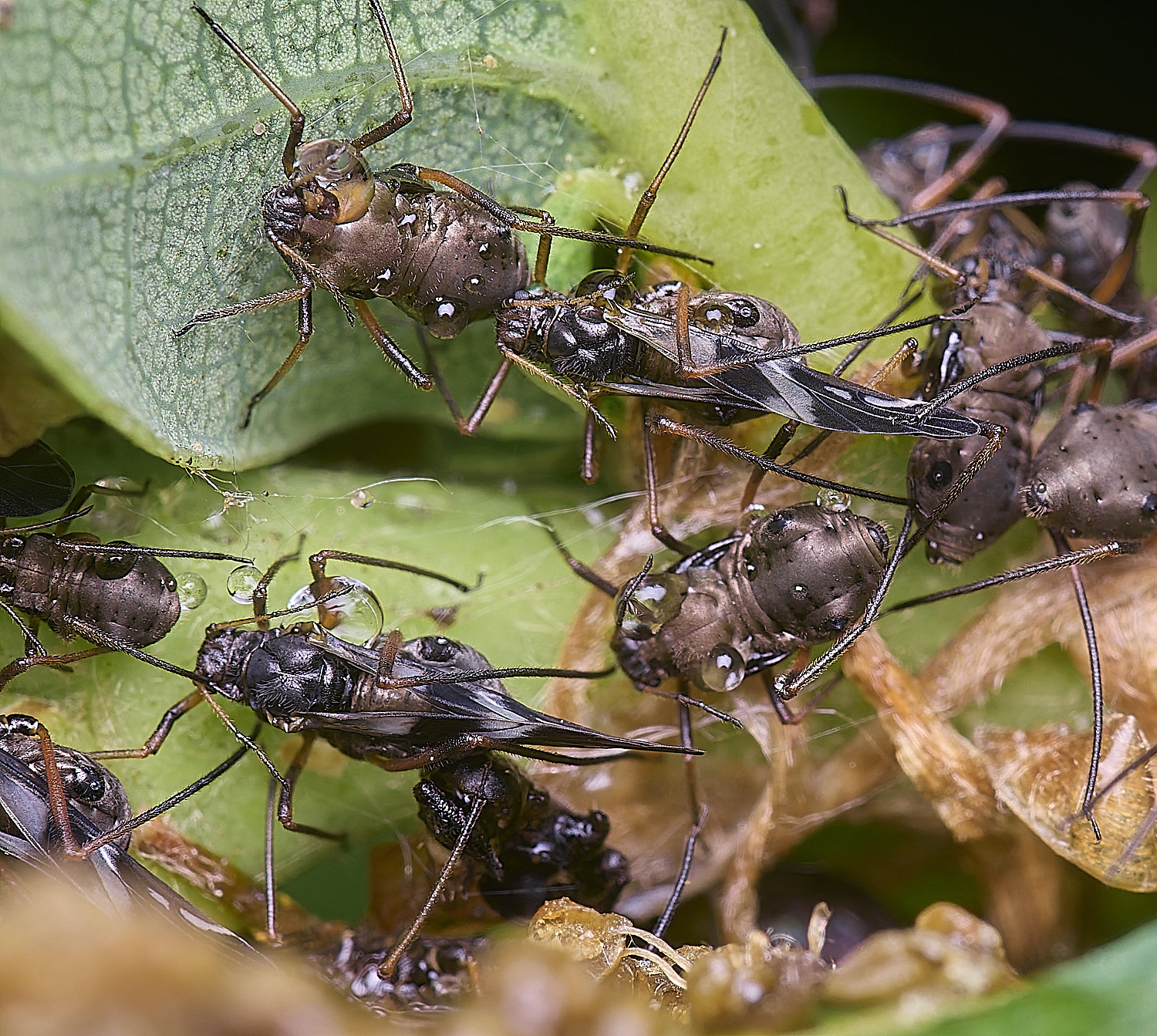 WhitlinghamLachnusroboris270525-4