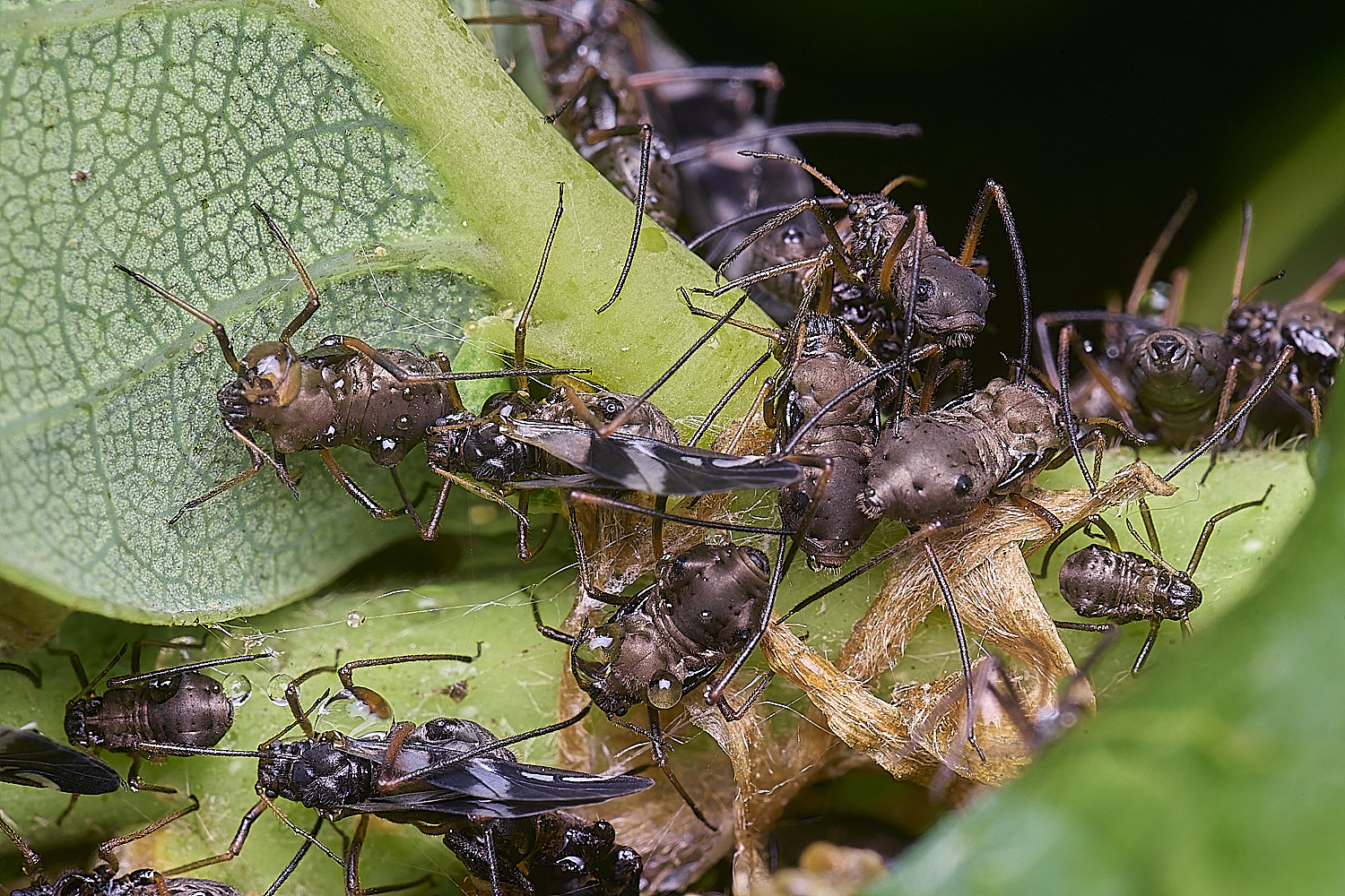 WhitlinghamLachnusroboris270525-5