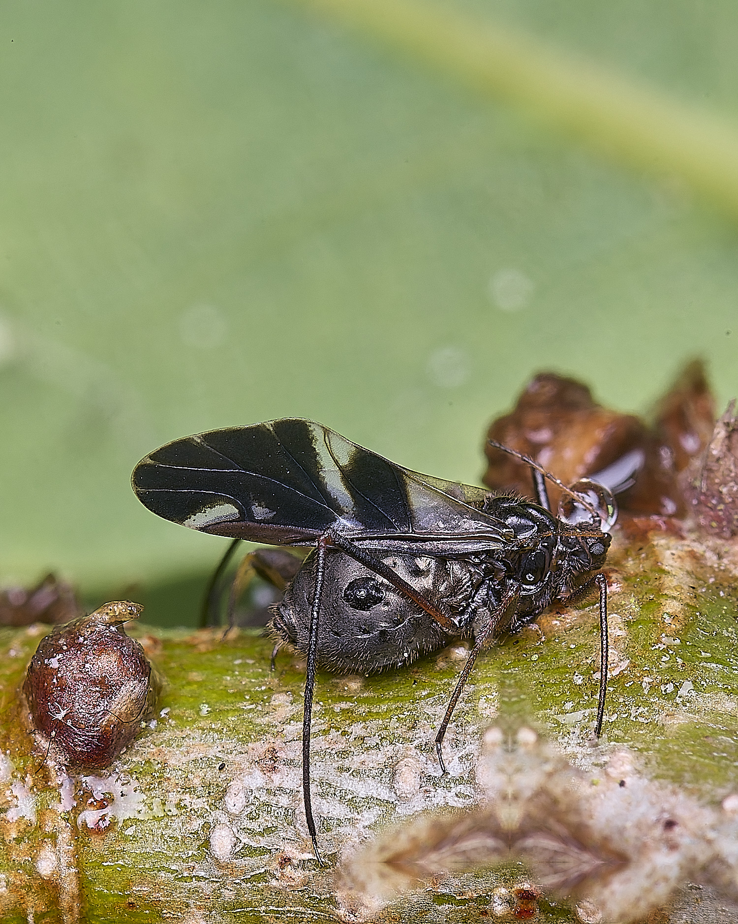 WhitlinghamLachnusroboris270525-6