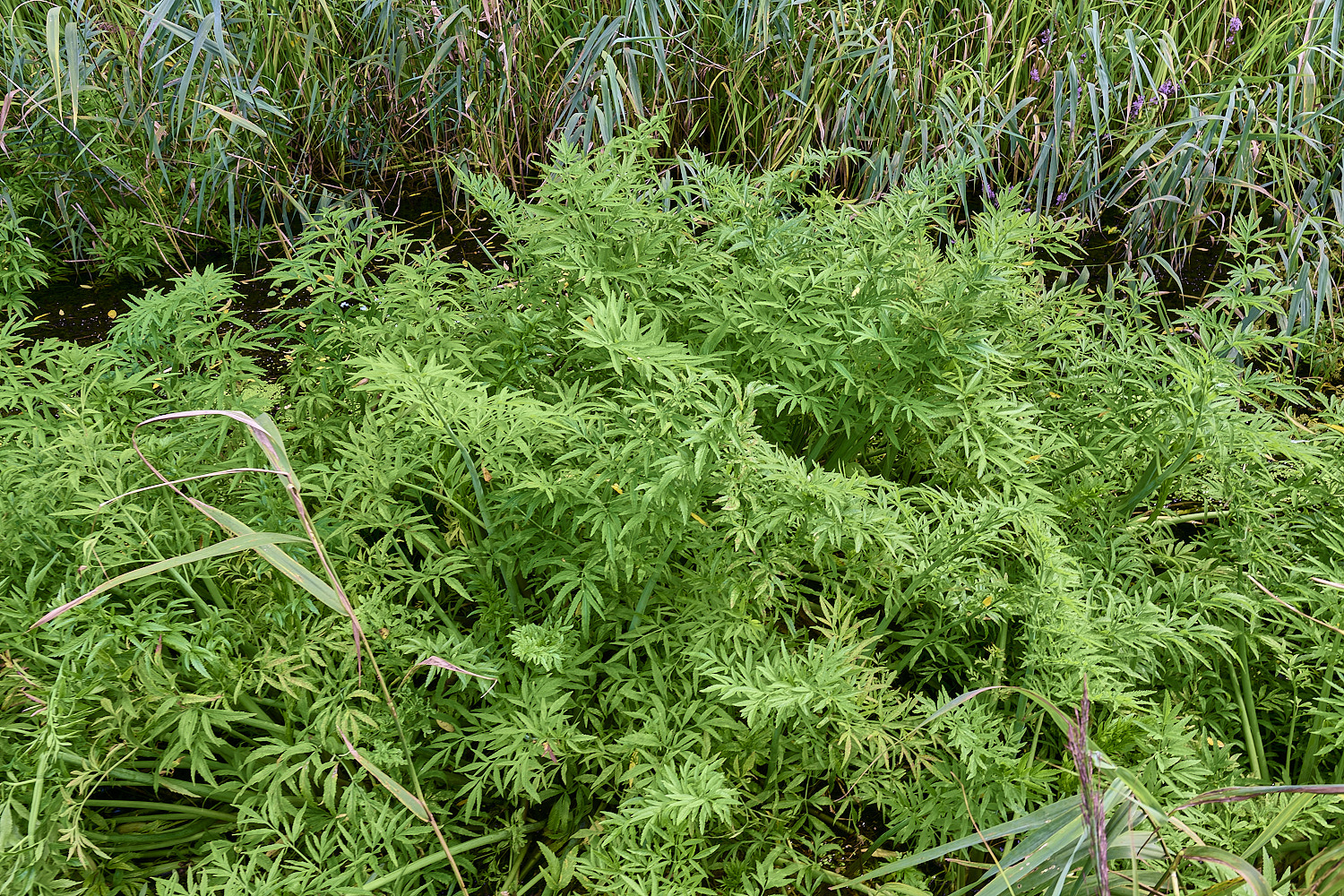 WneathfenCowBane120825-1